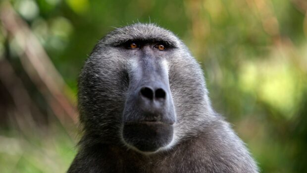 Close up of a baboon face with attentive eyes in a natural green environment