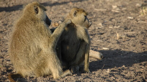 A baboon grooming another baboon in their natural habitat on dry ground
