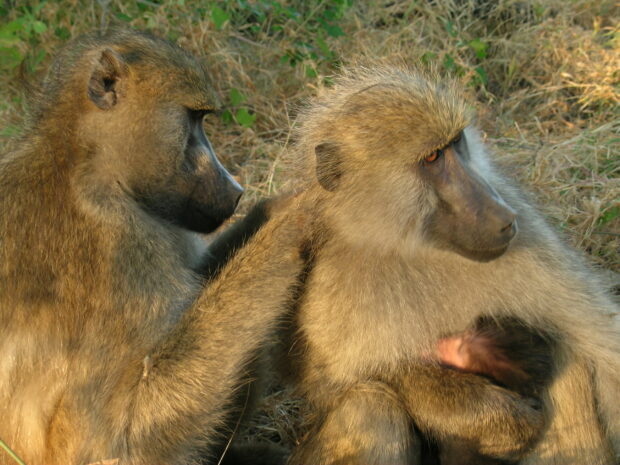 A baboon grooming another baboon while a baby baboon rests in the adult's arms