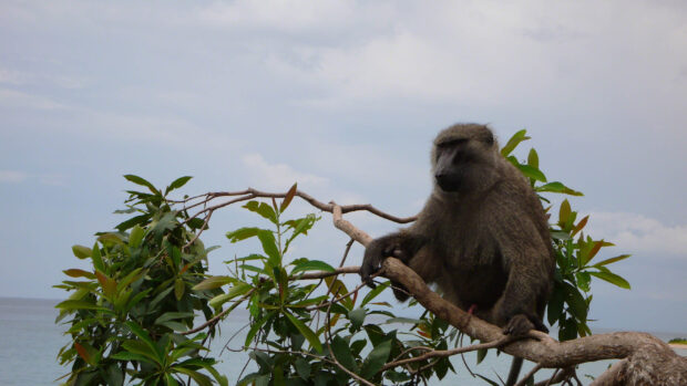 A baboon sitting on a tree branch surrounded by green leaves near the sea