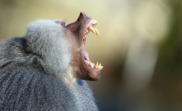 A baboon showing its teeth with mouth wide open in a natural setting