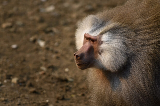 A close up of a baboon showing detailed facial features and fur texture