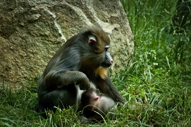 A baboon sitting on grass near a rock with its baby nestled close