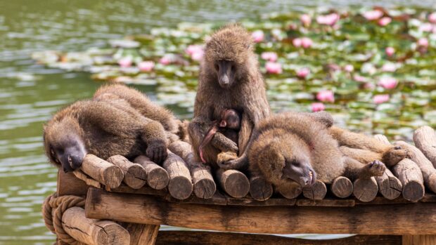 A baboon mother nursing her baby while other baboons rest on a wooden platform near a pond with pink flowers