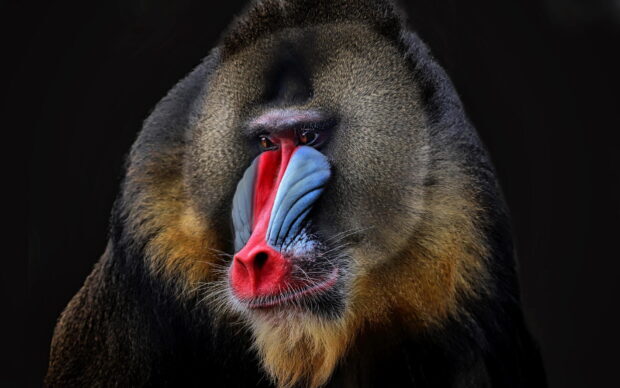 Close up of a baboon showing its colorful face and fur in high detail