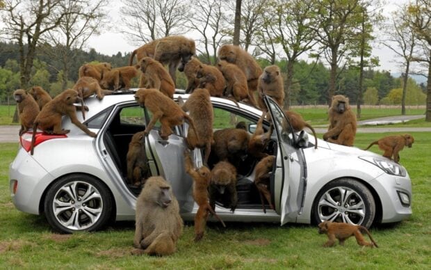 A group of baboon monkeys gathered around and climbing on a white car in a grassy park area