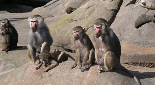 A group of baboon primates sitting on rocky terrain in natural daylight