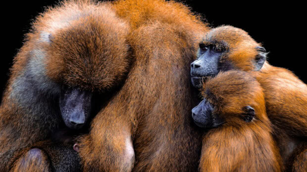 A group of baboon sitting closely showing their thick fur and faces in high detail