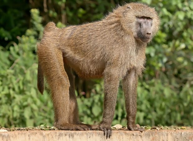 A wild baboon standing on a stone ledge in a natural green environment