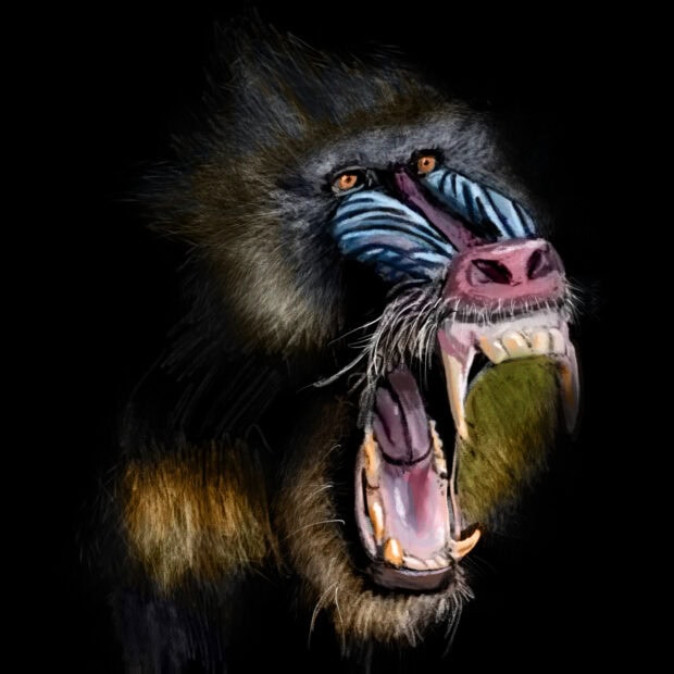A wild baboon with colorful face markings roaring fiercely in high detail
