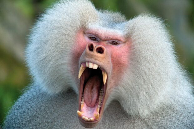 Angry baboon showing its teeth with an open mouth in a close up view