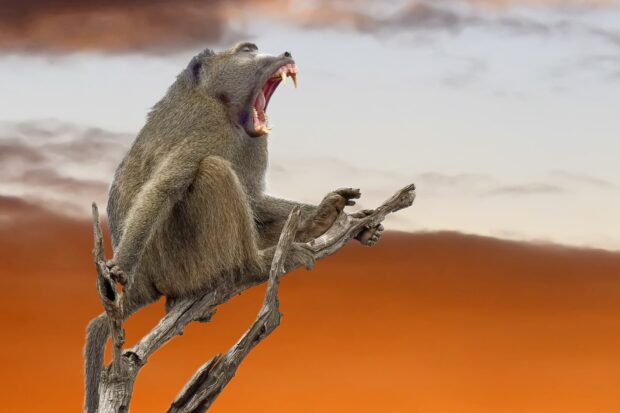 Baboon sitting on a branch yawning with visible teeth at sunset sky background