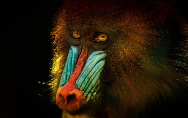 Close up of a baboon face showing detailed colorful features and fur texture