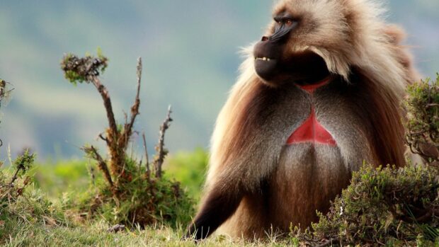 A baboon resting on grass with a clear view of its fur and distinctive facial features