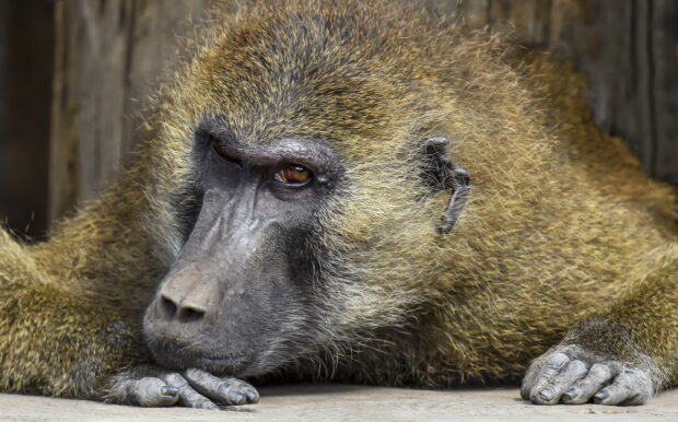 Close up of a baboon resting with detailed fur texture and expressive eyes