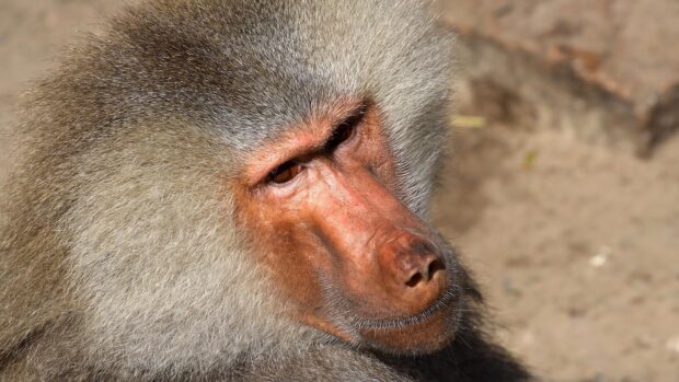 Close up of a baboon showing detailed facial features and fur texture