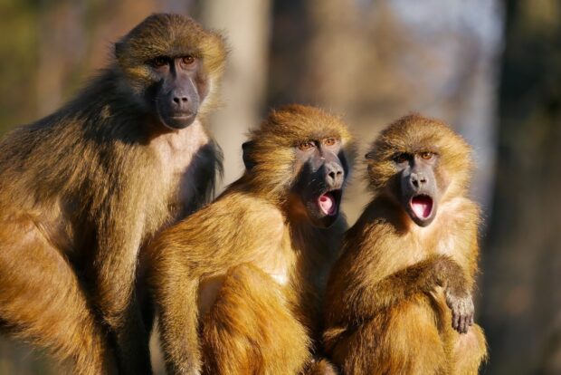 Three baboon animals sitting together in the wild showing different facial expressions