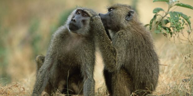 Two baboon grooming each other in natural habitat with detailed fur texture