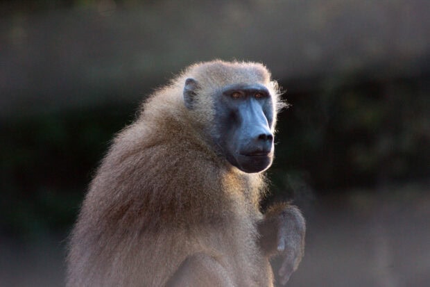 A baboon sitting calmly with detailed fur and a dark face in natural light