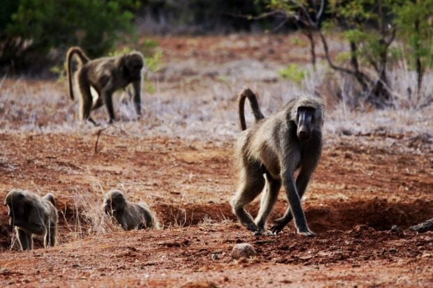 A baboon walking on dry ground with other baboons in the background in a natural habitat