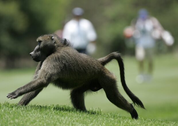 A baboon walking on grass with people blurred in the background