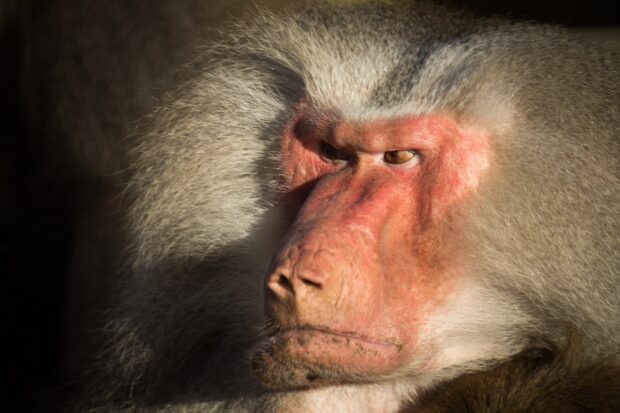 Close up of adult baboon with detailed fur and intense expression