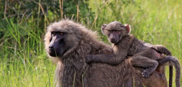A baby baboon clinging to an adult baboon in the wild grasslands