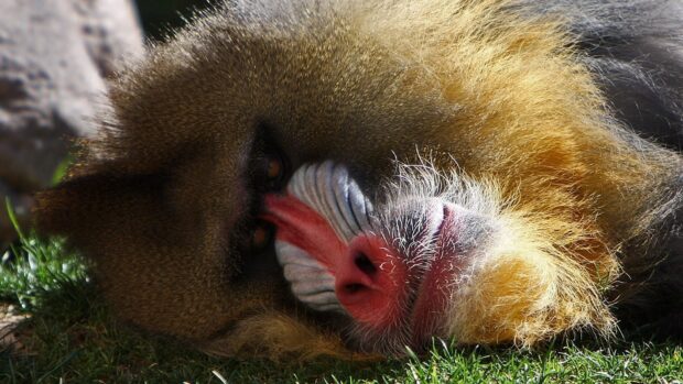 A close up of a baboon lying on the grass showing its colorful face and fur