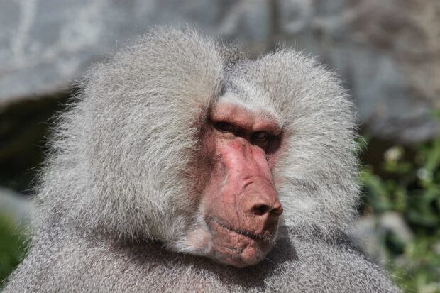 A close up of a baboon showing its distinctive facial features and fur texture