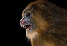 Close up of a wild baboon showing its teeth and fur in sharp detail