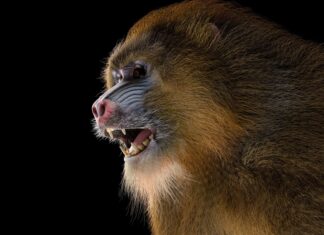 Close up of a wild baboon showing its teeth and fur in sharp detail