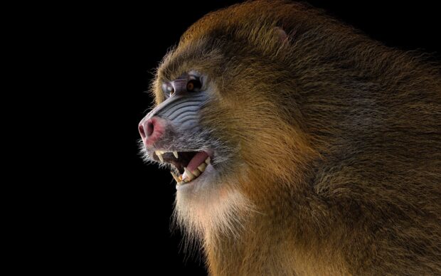Close up of a wild baboon showing its teeth and fur in sharp detail
