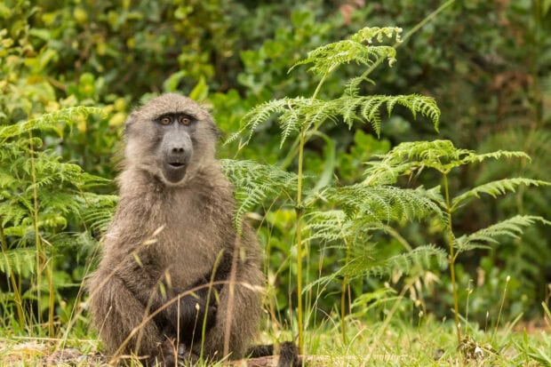 A baboon sitting in green grass and plants with a forest background