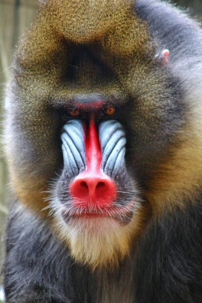 A close up of a baboon with colorful facial features and bright eyes