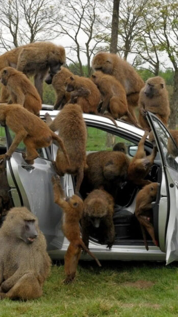 A group of baboon sitting and climbing on a car in a natural outdoor setting