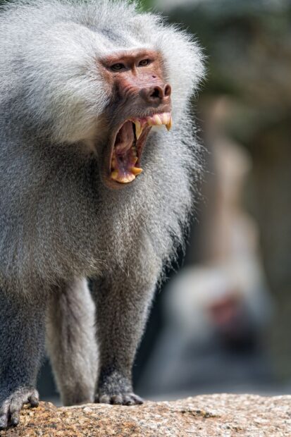 Aggressive baboon displaying its teeth on a rock with detailed fur and face