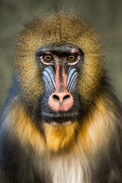 Close up portrait of baboon showing detailed facial features and fur texture