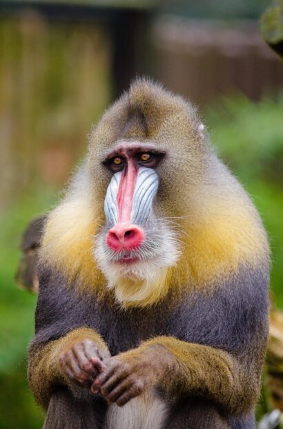 A baboon with colorful facial features sitting in a natural green environment