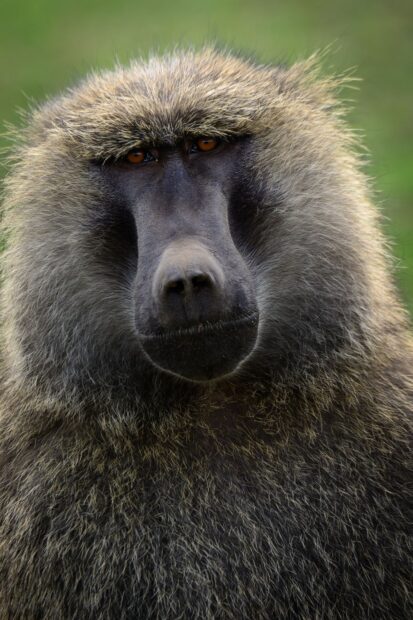 Close up of baboon face with detailed fur and intense eyes