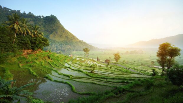 Beautiful Bali rice terraces with lush greenery and palm trees at sunrise