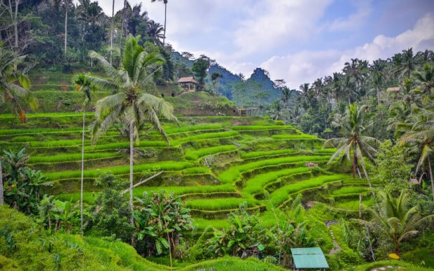 Lush green Bali rice terraces surrounded by tropical trees and plants
