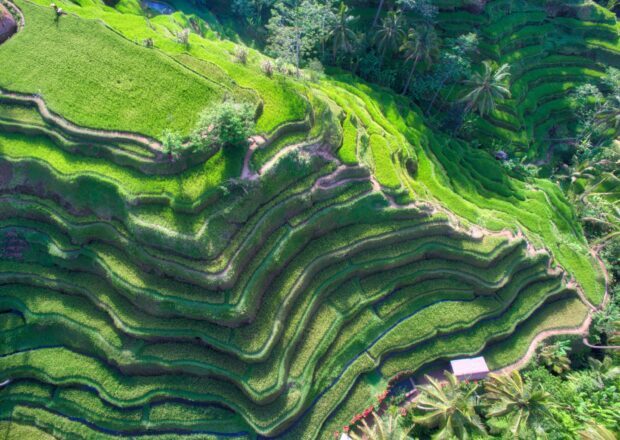 Terraced rice fields in Bali showing vibrant green landscapes and tropical vegetation