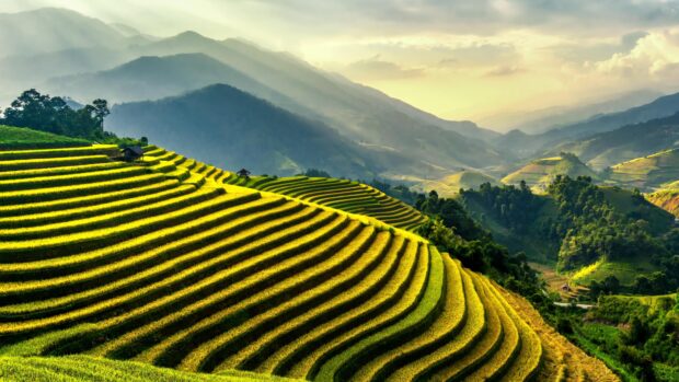Terraced rice fields in Bali with lush green hills and morning sunlight rays