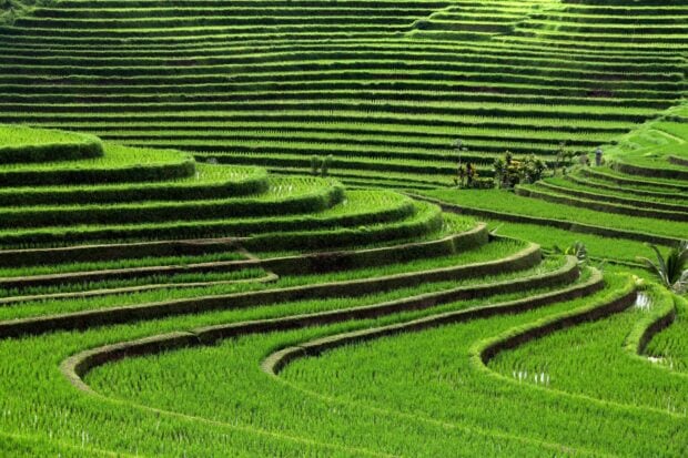 Lush Bali rice terraces with vibrant green fields in a scenic landscape