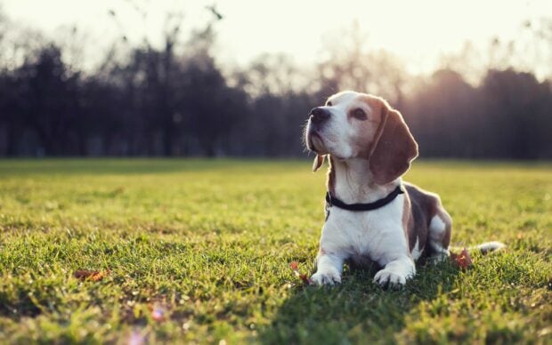 Beagle lying on grass looking attentively in the distance