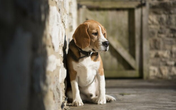 Beagle sitting beside a stone wall looking thoughtful
