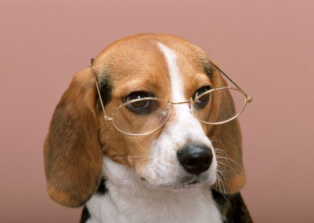 Beagle wearing round glasses with a calm expression against a pink background