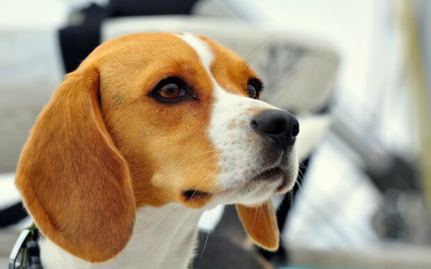 Close up of a beagle dog looking attentively with brown eyes