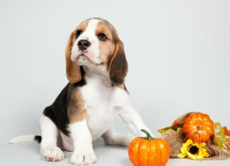 Cute beagle puppy sitting next to decorative pumpkins and autumn leaves on a white background