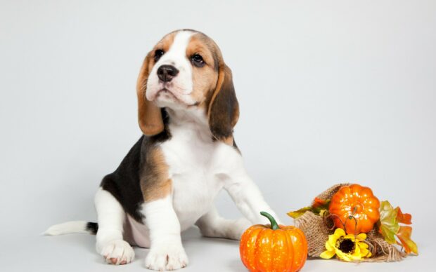 Cute beagle puppy sitting next to decorative pumpkins and autumn leaves on a white background